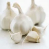 High Quality South African White Fresh Garlic, White Garlic