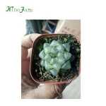 indoor natural succulent plants