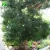 Import Large outdoor bonsai trees yew plum pine Podocarpus macrophyllus from China