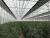 Import large size multi-span arch plastic film Greenhouse tomato greenhouse and strawberry greenhouse turnkey project from China