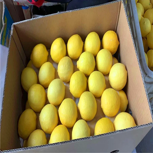 Lemon Lemon Good Farm Price Wholesale High Quality Grade A Cheap New Crop Citrus Fruits Fresh Lemon  For Sale