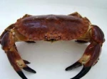Live Scottish Brown crab / Cancer pagurus
