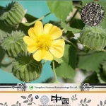 Malva Verticillata Extract GMP & KOSHER certificate Malva Verticillata P.E./cluster mallow fruit extract