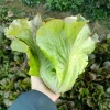 Naturix Red Lettuce Seeds Vegetable Seeds for Sowing