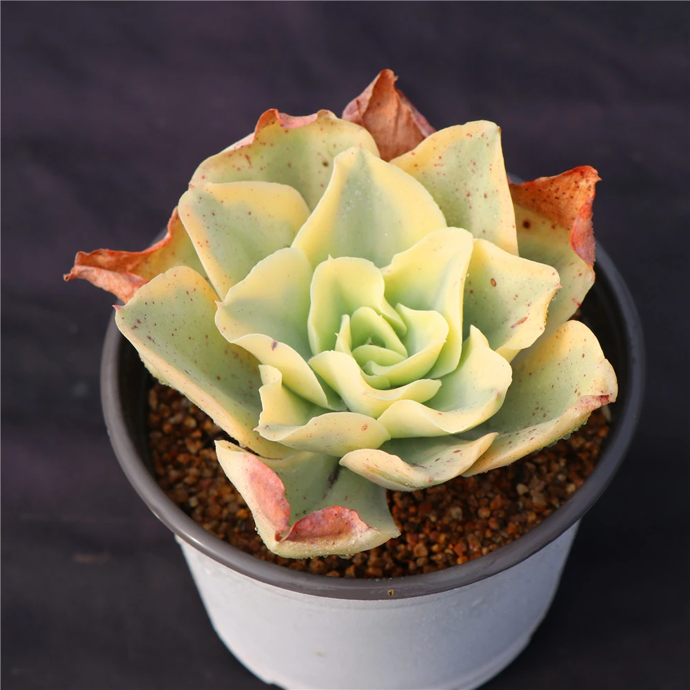 New arrival Echeveria moon river succulent plants live from Chinese farm