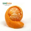 New crop fresh mandarin orange with good quality and cheaper price