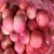 Import Newcrop Chinese Fresh fruit Red Fuji Apple Export to India from China