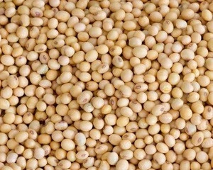 Non-GMO Export Grade Yellow Soybean