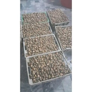 Offering Seafood Shellfish Frozen TOP SHELL Good Quality and Good Healthy Product Available in Pakistan.