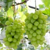 Organic hot sale vitamin rich japanese organic grapes for wholesale