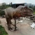 Import Outdoor playground interactive equipment animatronic dinosaur from China