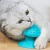 Import Pet cat suction cup hair scrubber massager cat comb suction cup massage brush from China