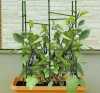 Plastic Coated Tomato Support Stake