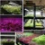 plastic seedling germination tray indoor garden system floating hydroponics barley growing trays