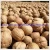 Import Plump and Sweet 100% Natural Xinjiang Wholesale Organic 185 Walnuts/Xin33 Thin-Shell Walnut/Yunnan Thin-Shell Walnut from China