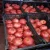 Import Pomegranate from Republic of Türkiye