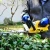 Import Portable rechargeable lithium battery electric hedge trimmer from China