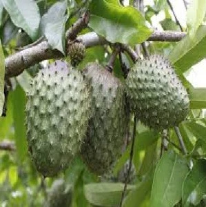PURE AND NATURAL CUSTARD APPLE SEED OIL FAST DELIVERY