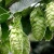 Import pure natural hops Oil in factory for drink from China