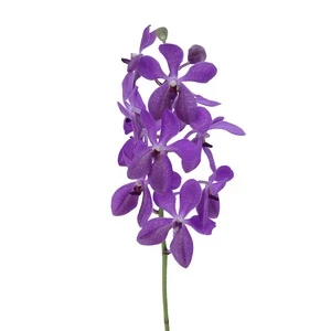 Purple Fresh Cut Mokara Orchid High Quality Wholesale Flower