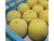 Import Quality Galia Melon from South Africa
