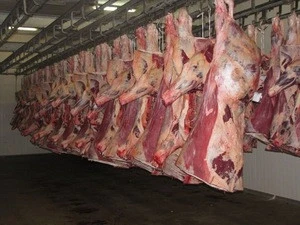 Quality Halal Frozen Boneless Beef Meat for Export..
