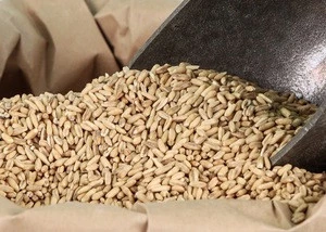Quality Rye grains available