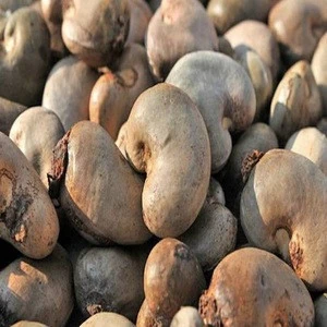Raw Cashew nuts/ Cashew Nut Kernels W240,W320,W450,Sw240