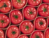red tomatoes benifit for health factory price tomato