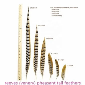 reeves pheasant tail feathers for carnival