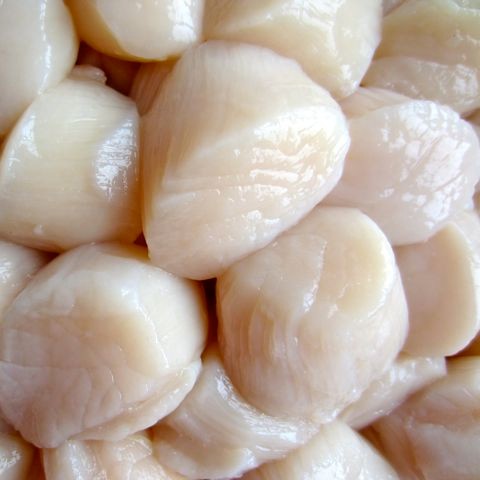Scallop (Dried / Fresh / Frozen) now available round the year