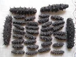 sea cucumber dried and Frozen Lobster