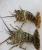 Import Seafood Fresh and Frozen Lobster, Live Lobsters from USA
