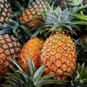 Sell Fresh quality Pineapples