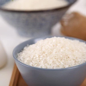 short grain round white rice Koshihikari