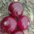 Supply 2020 New Crop fresh peeled onions fresh red onion low price