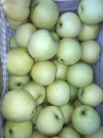 Supply best Quality Fresh Fruit Golden Crown Pear