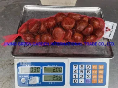 Supply Factory of 40-50, 40-60, 70-90, 90-110 Size Fresh Chestnut, Good Quality Bulk Cheap Price Fresh Chestnut for Export