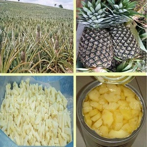 SUPPLY FRESH / FROZEN PINEAPPLE FROM VIETNAM _BEST PRICE _ LARGE QUANTITY_ HIGH QUALITY