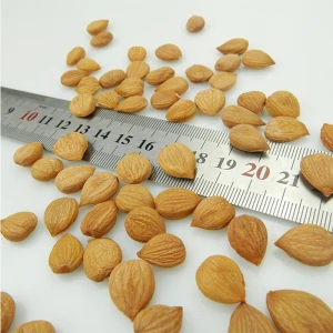 sweet apricot kernels / almond / apricot pit 600/650/700/750pcs/500g