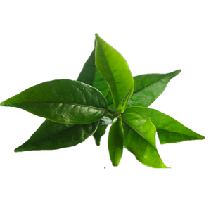 Tea tree Essential oil Bulk Exporters