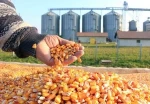 Top High Quality Natural Yellow Dried Corn Supplier