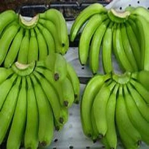 Top Quality Fresh Philippine  Banana