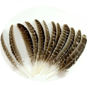 turkey wing quill feather