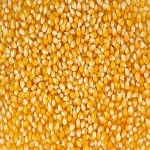 WHITE CORN/MAIZE FOR HUMAN & ANIMAL FEED FOR SALE
