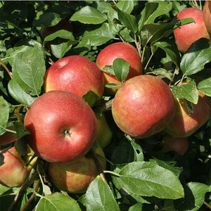 Wholesale Apple Fruit	/ Apple Fruit Fresh / Wholesale Prices Apple Fruit /
