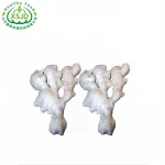 Wholesale Chinese Fresh Ginger with Good Price