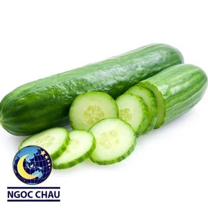 Wholesale Fresh Cucumber  with the best price