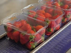 Wholesale Fresh Strawberry / Strawberry Fruit Price / Strawberry