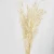 Wholesale Natural Dried Ripe Ear Flower Preserved Wheat for DIY Floral Arrangement